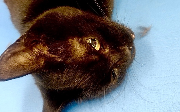 Czarny kot leżący na stole, z blaskiem w oczach.