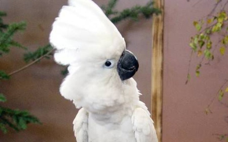 Zbiórka Zbieram na papugę Kakadu! - zdjęcie główne