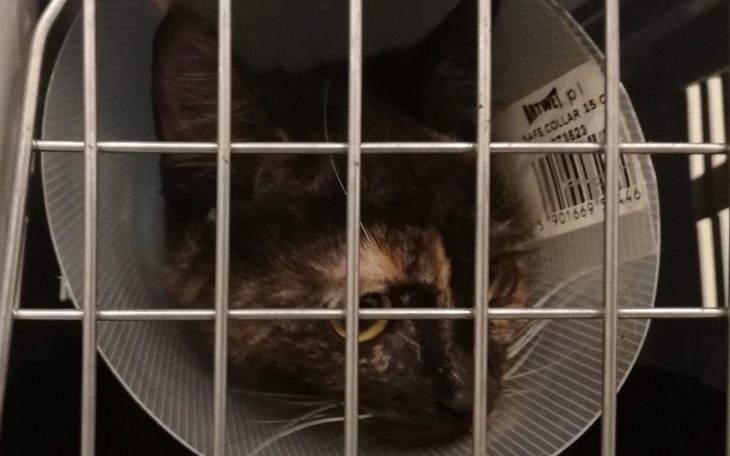 Zbiórka Kastracja Margolci - zdjęcie główne