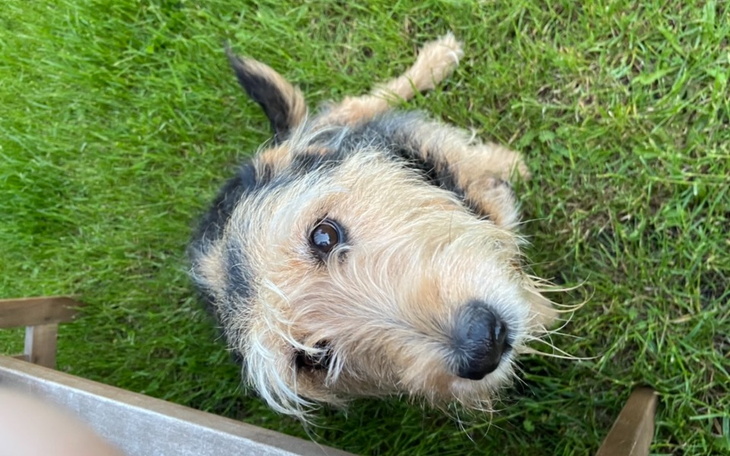 Zbiórka Ratunek dla Suzi - zdjęcie główne