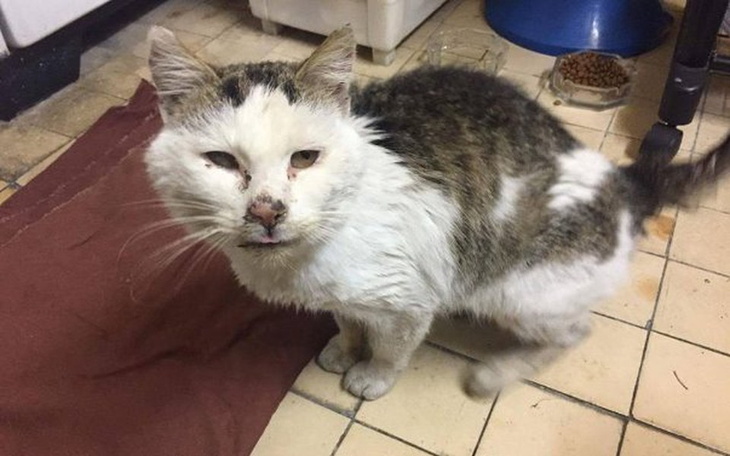 Zbiórka Pomoc dla Zenka - zdjęcie główne