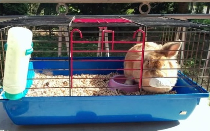 Królik w klatce, odpoczywający w swoim domku.