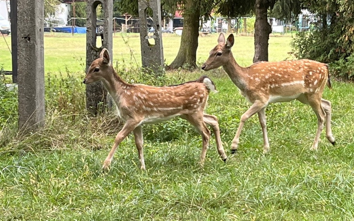 Zbiórka Prezent dla mamy pod choinkę - zdjęcie główne