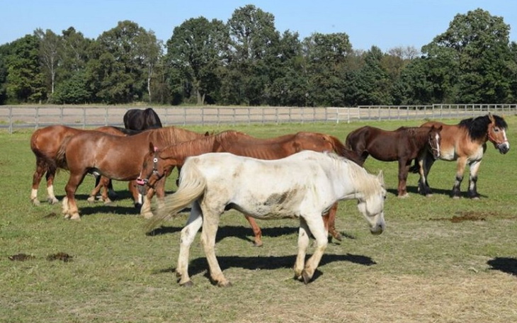 Zbiórka Potrzebujemy Derki siatkowe - zdjęcie główne