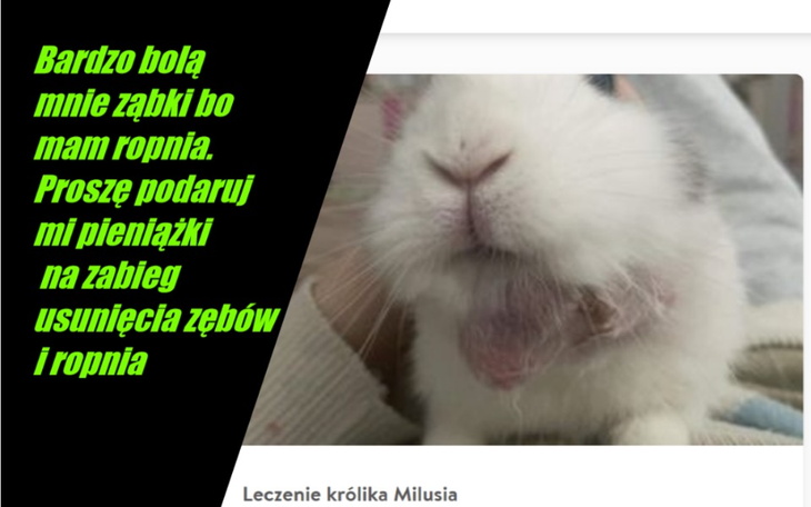 Zbiórka Leczenie królika Milusia - zdjęcie główne