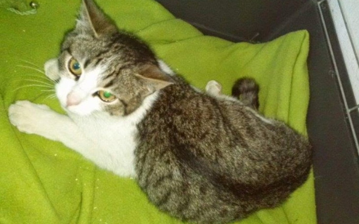 Zbiórka Dla mojego kotka - zdjęcie główne