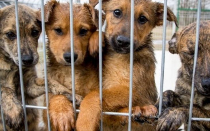 Zbiórka Dla piesków ze schroniska w ełku - zdjęcie główne