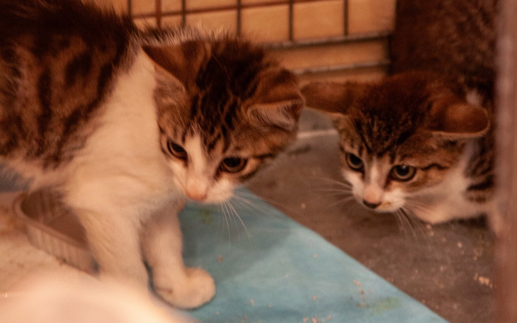 Dwa małe koty przyglądające się z ciekawością.