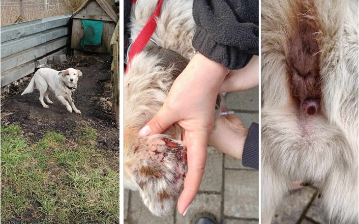 Zbiórka Guz odbytu, chore uszy Pomocy - zdjęcie główne