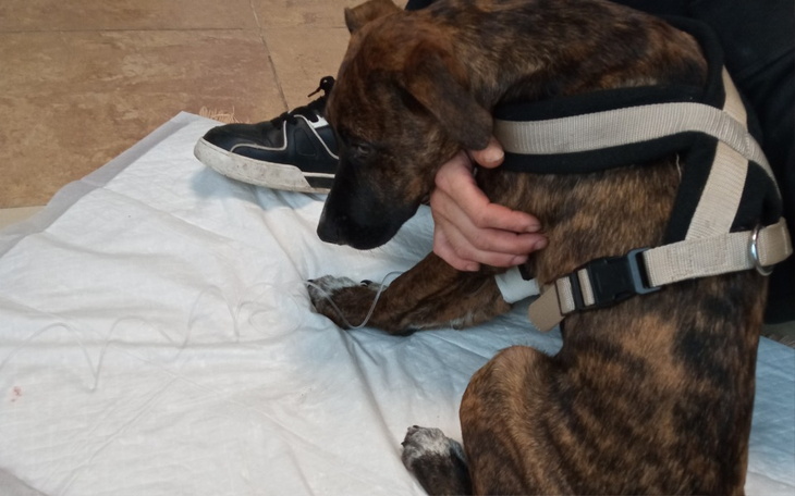 Zbiórka Operacja małego Zoltana - zdjęcie główne