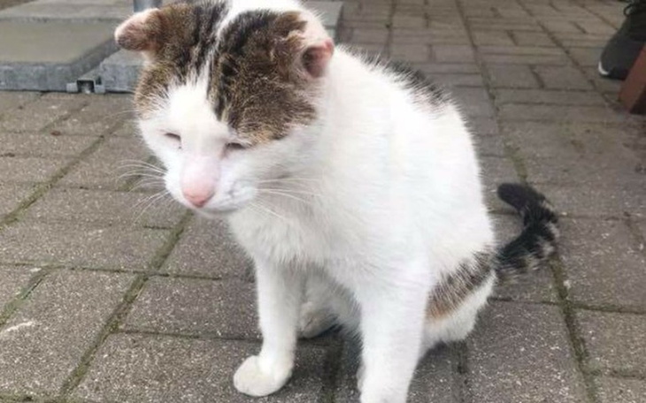 Zbiórka King zbiera na godną emeryturę - zdjęcie główne