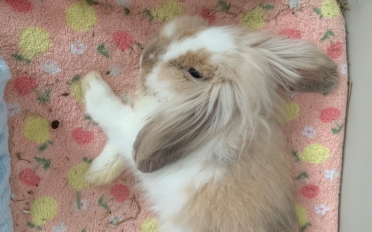 Zbiórka Leczenie Babola - zdjęcie główne