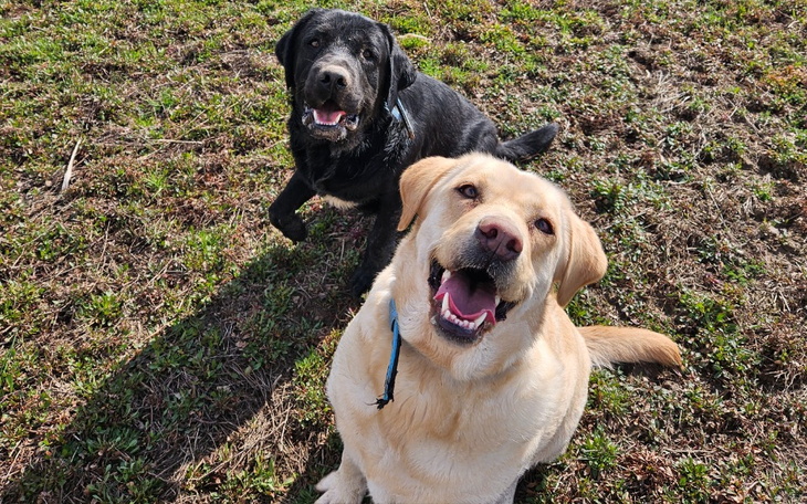 Zbiórka Na karmę dla Labradorków - zdjęcie główne