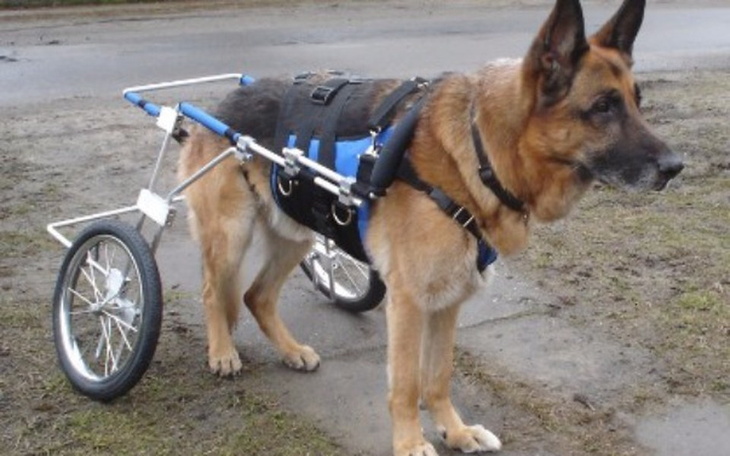 Zbiórka Wózek inwalidzki dla psów - zdjęcie główne