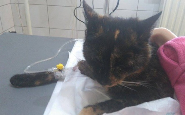 Zbiórka Leczenie otrutych kotów - zdjęcie główne