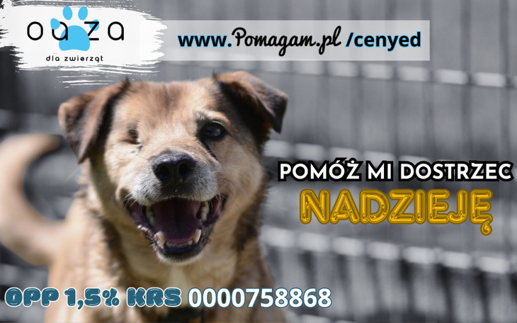 Radosny pies z jednym okiem, zachęcający do pomocy.