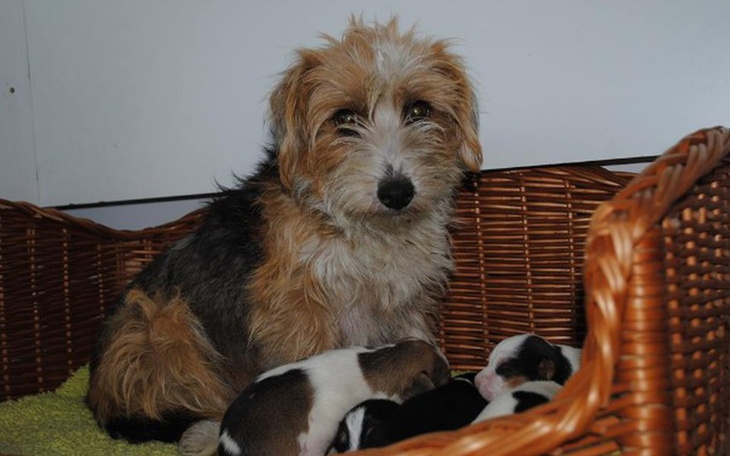 Zbiórka Dla mamuśki i pięciu szczeniaków - zdjęcie główne