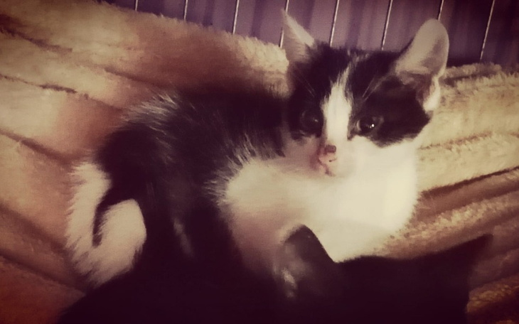 Zbiórka Kocie dzieci walczą ze śmiercią - zdjęcie główne