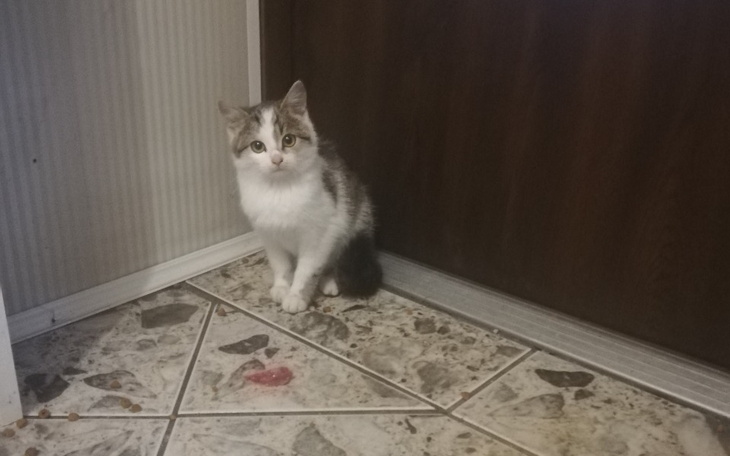 Mały kotek siedzący przy drzwiach, patrzący w stronę obiektywu.