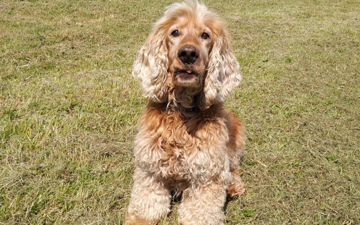 Zbiórka Bądźcie nadzieją dla Nero - zdjęcie główne