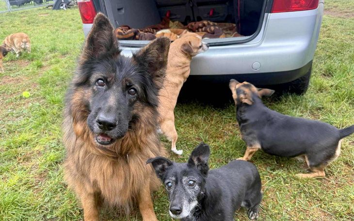 Grupa psów w parku, cieszących się wspólnym czasem.