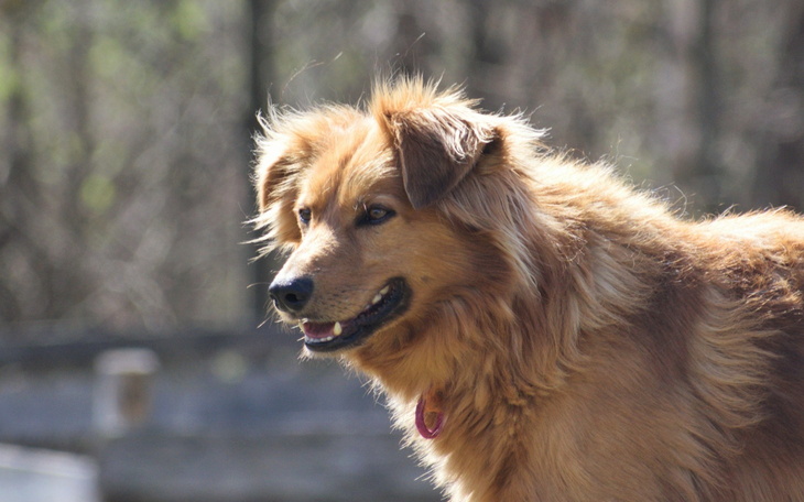 Złoty pies na tle przyrody, uśmiechnięty i radosny.