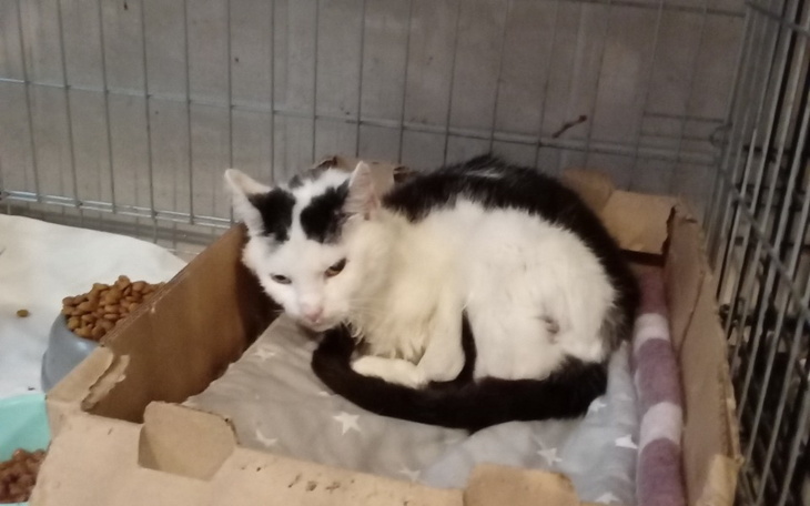 Zbiórka Kocia śmierć zapukała do drzwi - zdjęcie główne