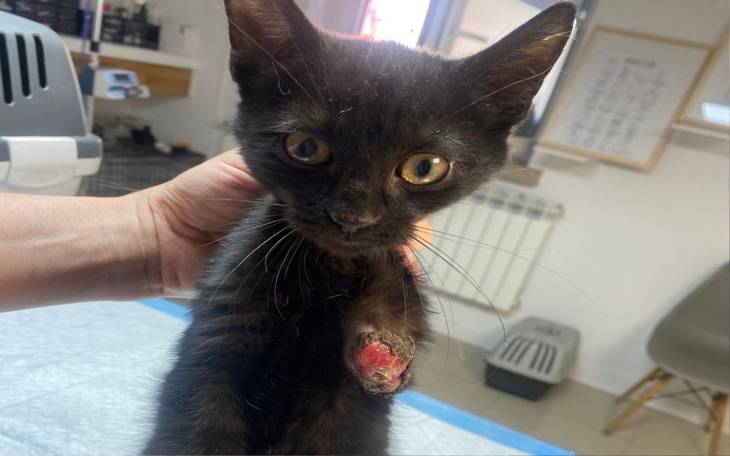 Zbiórka Urwana mała łapka - zdjęcie główne