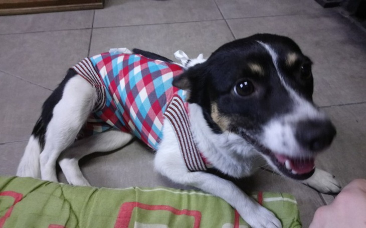 Zbiórka Transport dla bezdomnej Moli - zdjęcie główne