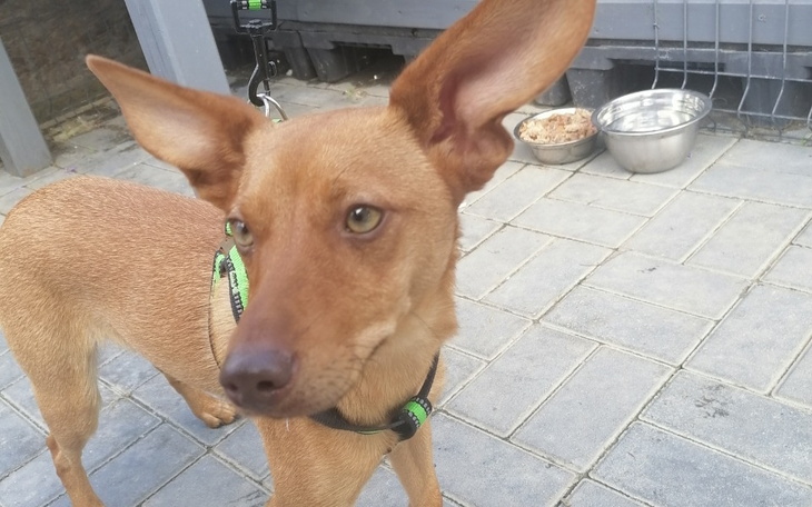 Zbiórka Rudzik jedzie po nowe życie - zdjęcie główne