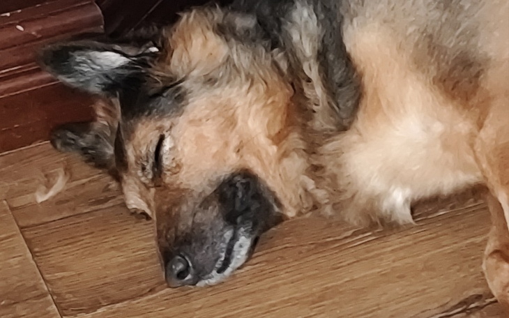 Zbiórka Na operację i rehabilitację Lusi - zdjęcie główne