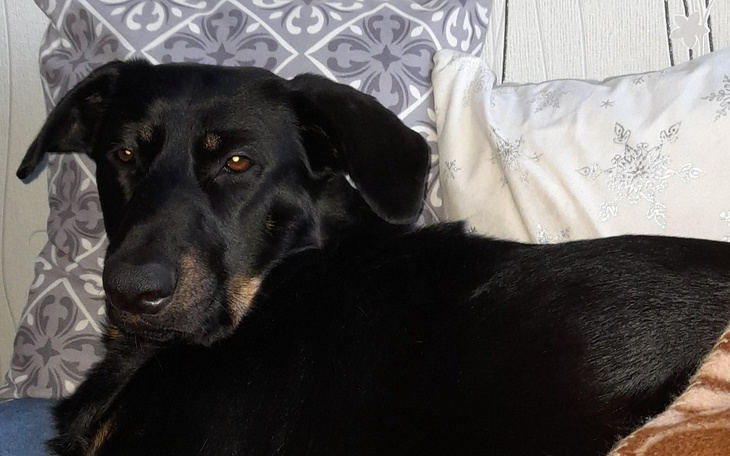 Zbiórka Na karmę dla trzech psów - zdjęcie główne