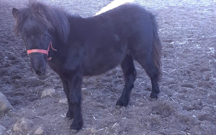 Zbiórka Ratujmy Oliwkę przed hadlarzami. - zdjęcie główne