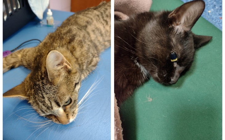 Dwa koty leżące obok siebie, jeden z nich ma otwarte oczy.