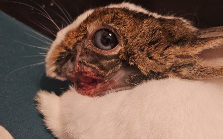 Zbiórka Ratowanie Gacusia - zdjęcie główne