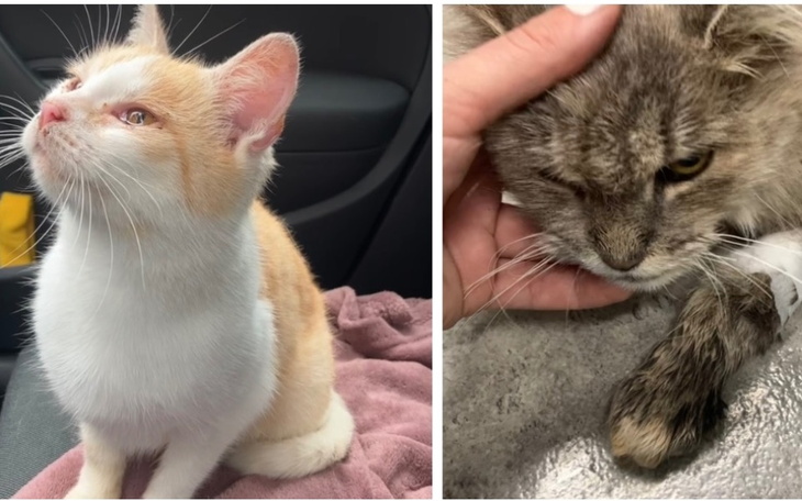 Zbiórka Na zapłatę za leczenie kotek - zdjęcie główne