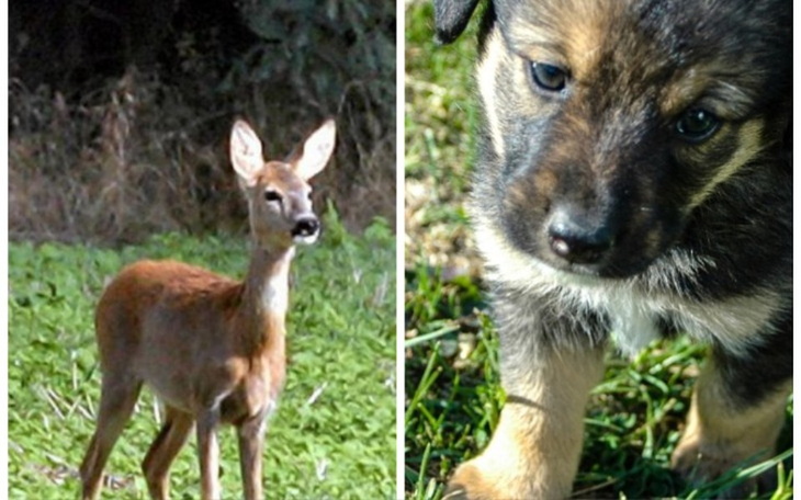 Zbiórka Pomoc da zwierząt - zdjęcie główne