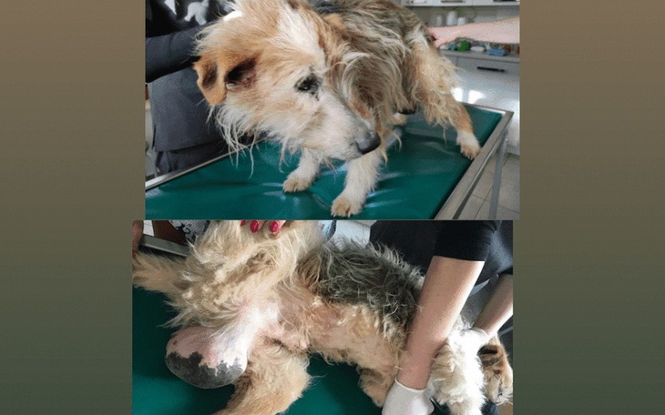 Zbiórka Psi senior z ogromnym guzem - zdjęcie główne