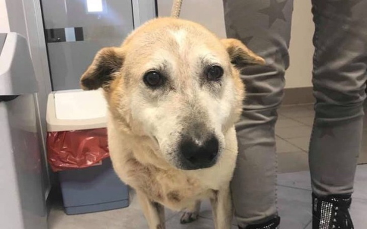 Zbiórka Stary Wilczuś błaga o pomoc - zdjęcie główne