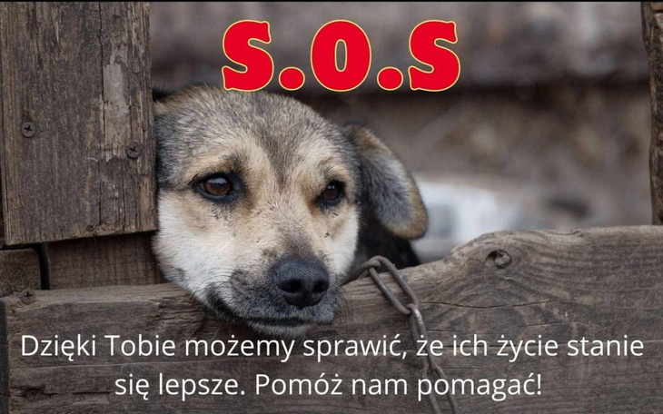 Pies w potrzebie, apel o pomoc dla zwierząt.