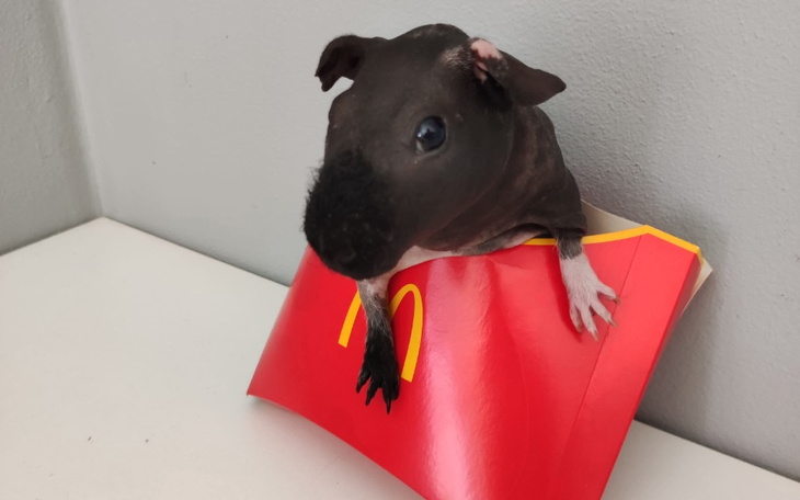 Mały szczur siedzi na opakowaniu McDonald's, wyglądając ciekawie.