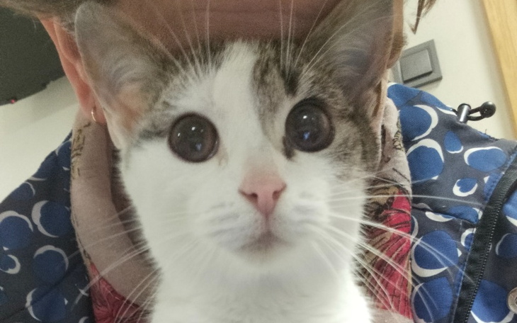 Zbiórka Śmierlelna choroba zabiera Henia - zdjęcie główne