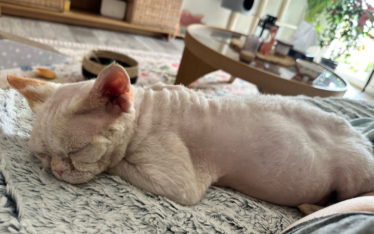 Śpiący kot rasy Devon Rex, leżący na miękkim kocu.