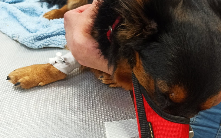 Zbiórka Operacja Tofika - zdjęcie główne