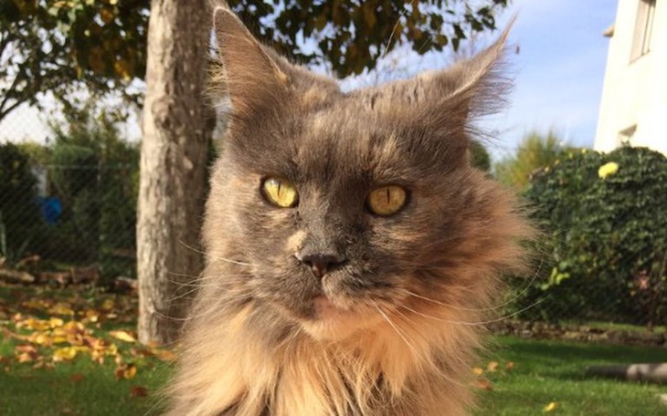 Zbiórka Sanacja i zabieg kotki Daisy - zdjęcie główne