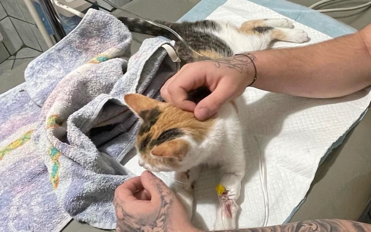 Zbiórka Ratujemy życie sisi - zdjęcie główne