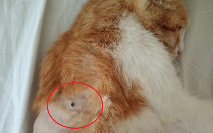 Zbiórka Na leczenie postrzelonej Balbiny - zdjęcie główne