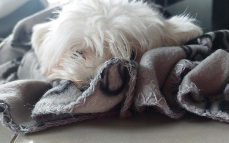 Zbiórka Na moje zwierzątka - zdjęcie główne