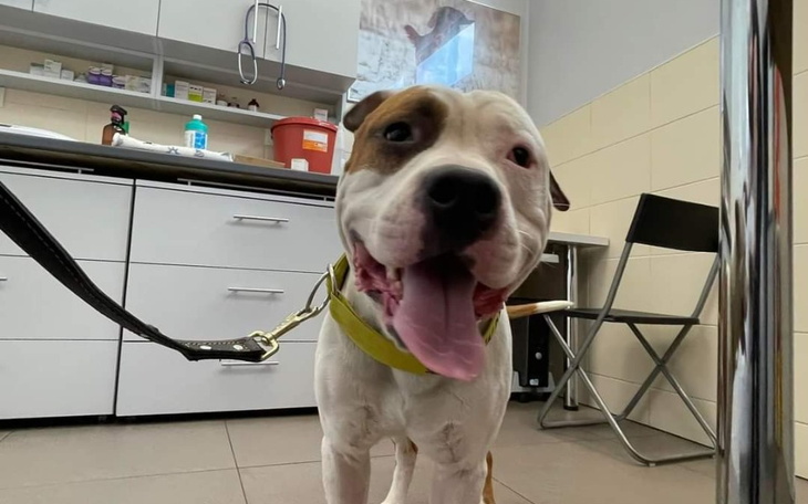 Zbiórka Weterynaria - zdjęcie główne