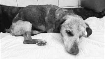 Zbiórka Porzucony w lesie - Woła o pomoc - miniaturka zdjęcia